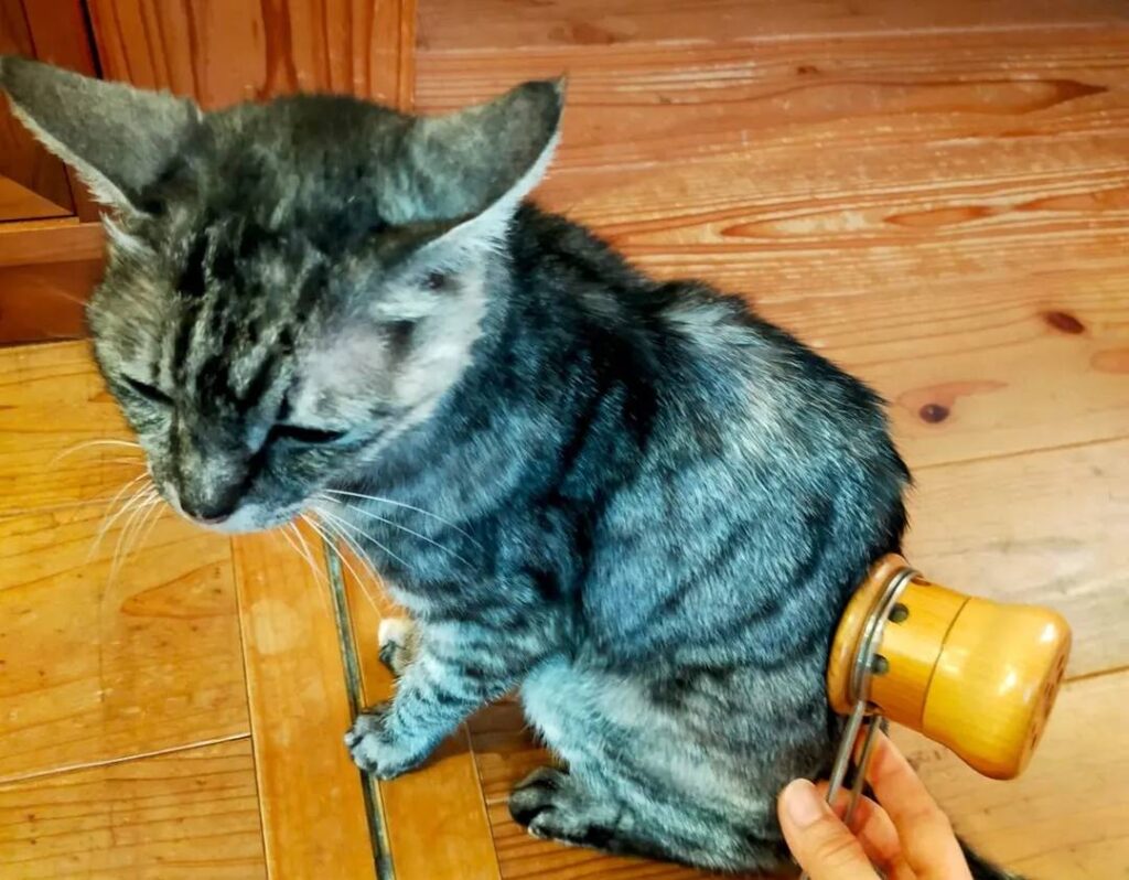 獣医さんによる温灸セミナー開催✨