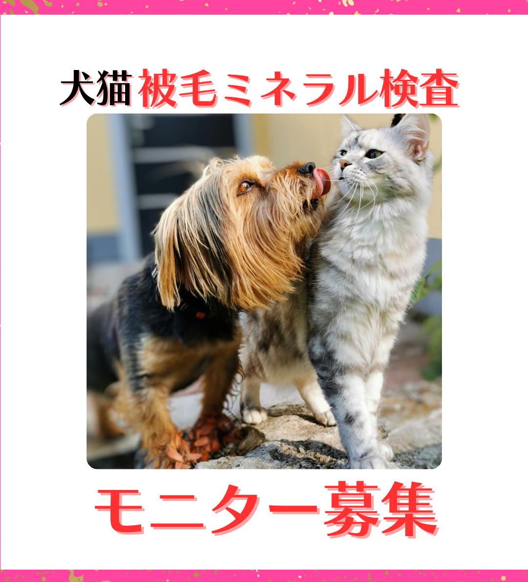 第3回 ミネラル被毛検査 　モニター募集のお知らせ